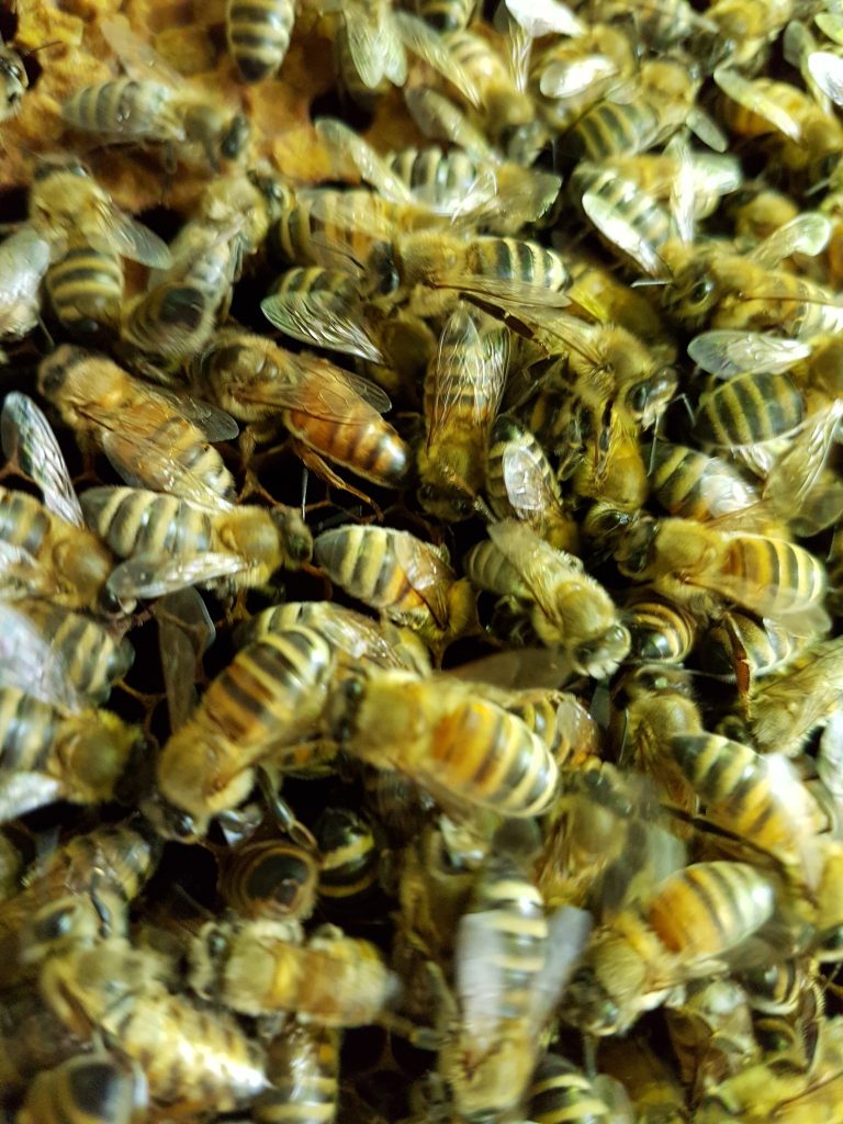 Schön dass es Euch gibt, Bienen!