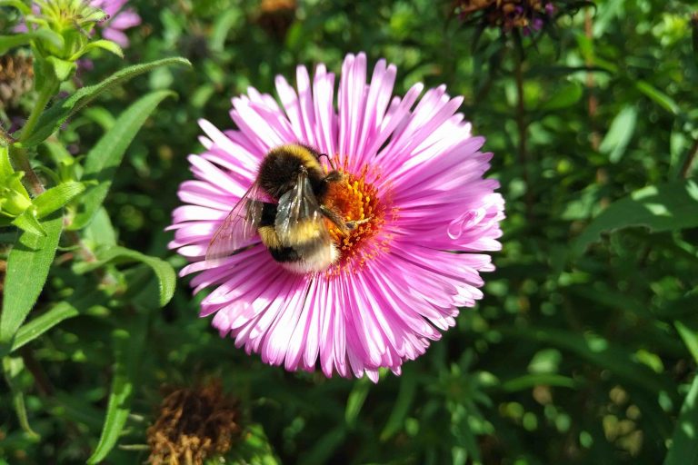 Mehr Grün für Stolbergs Insekten