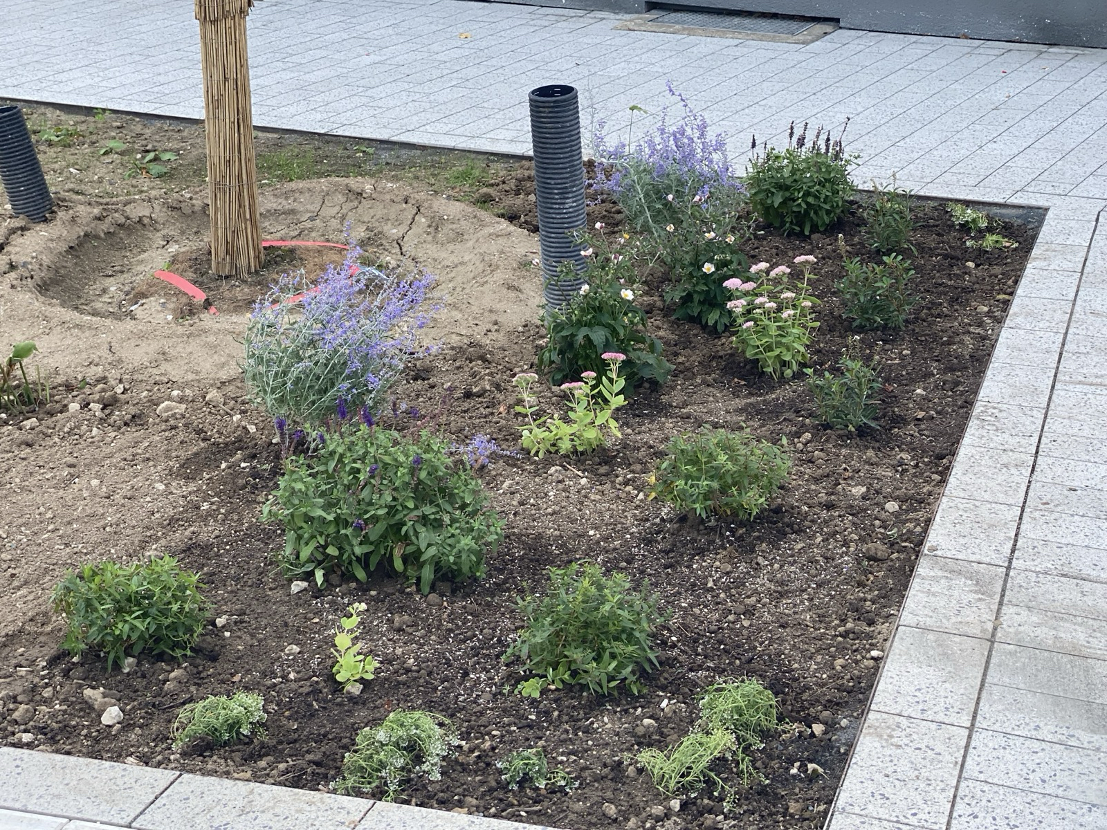 Foto vom neu angelegten Beet am Markusplatz in Mausbach